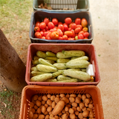 caixas com verduras e legumes organicos